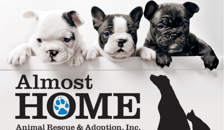 almost home animal rescue patchogue